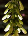 افرای شبه چناری
